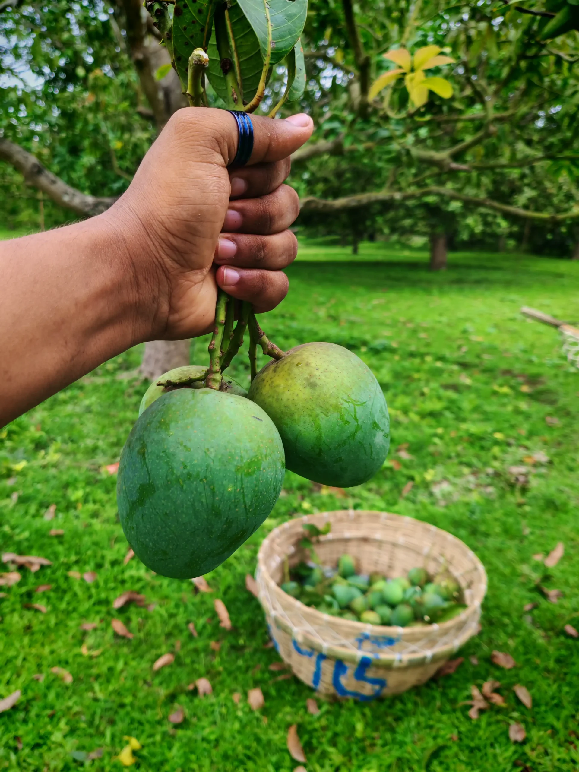 হিমসাগর আম / ক্ষীরসাপাত আম - Image 2