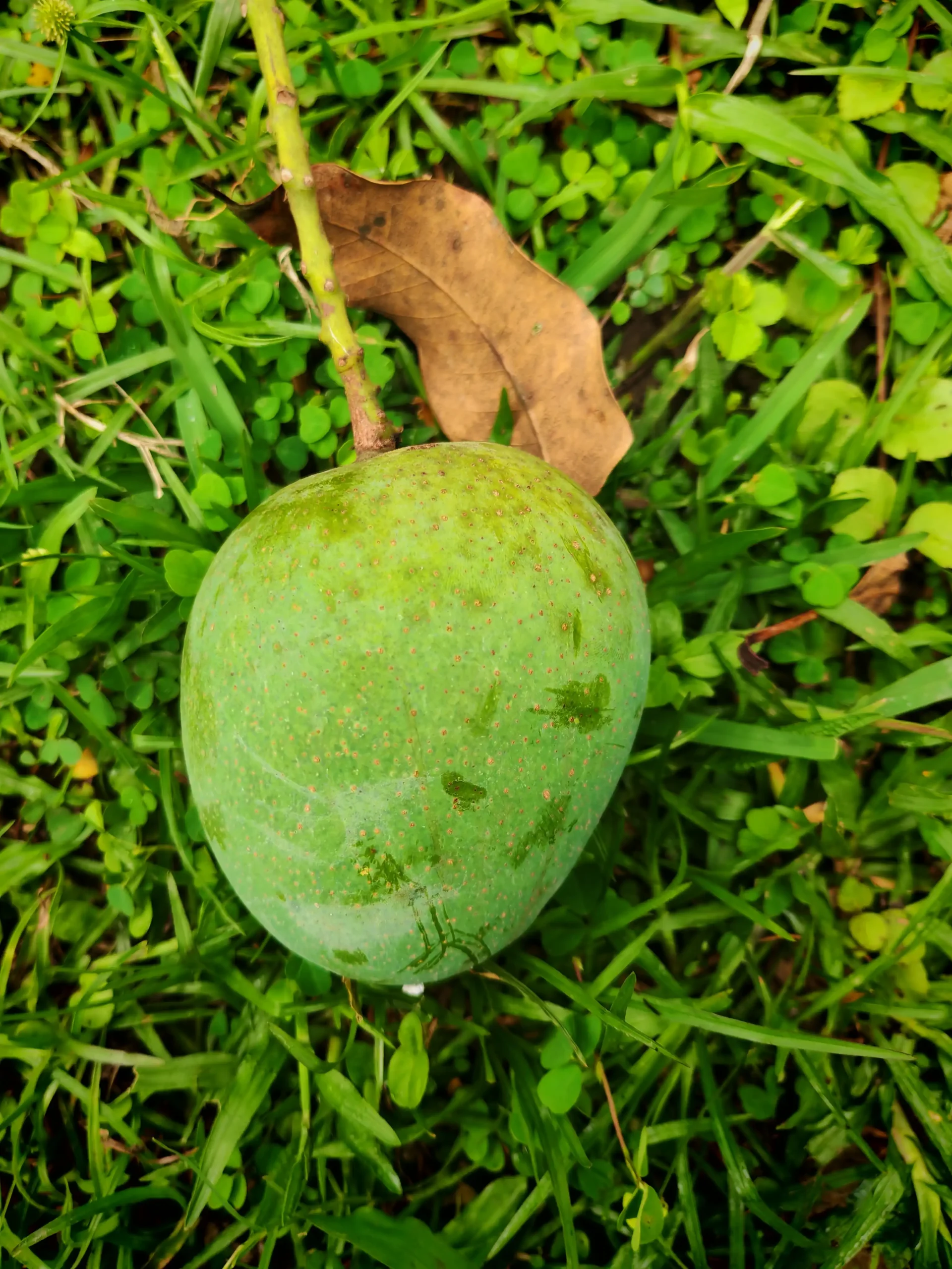 হিমসাগর আম / ক্ষীরসাপাত আম - Image 4