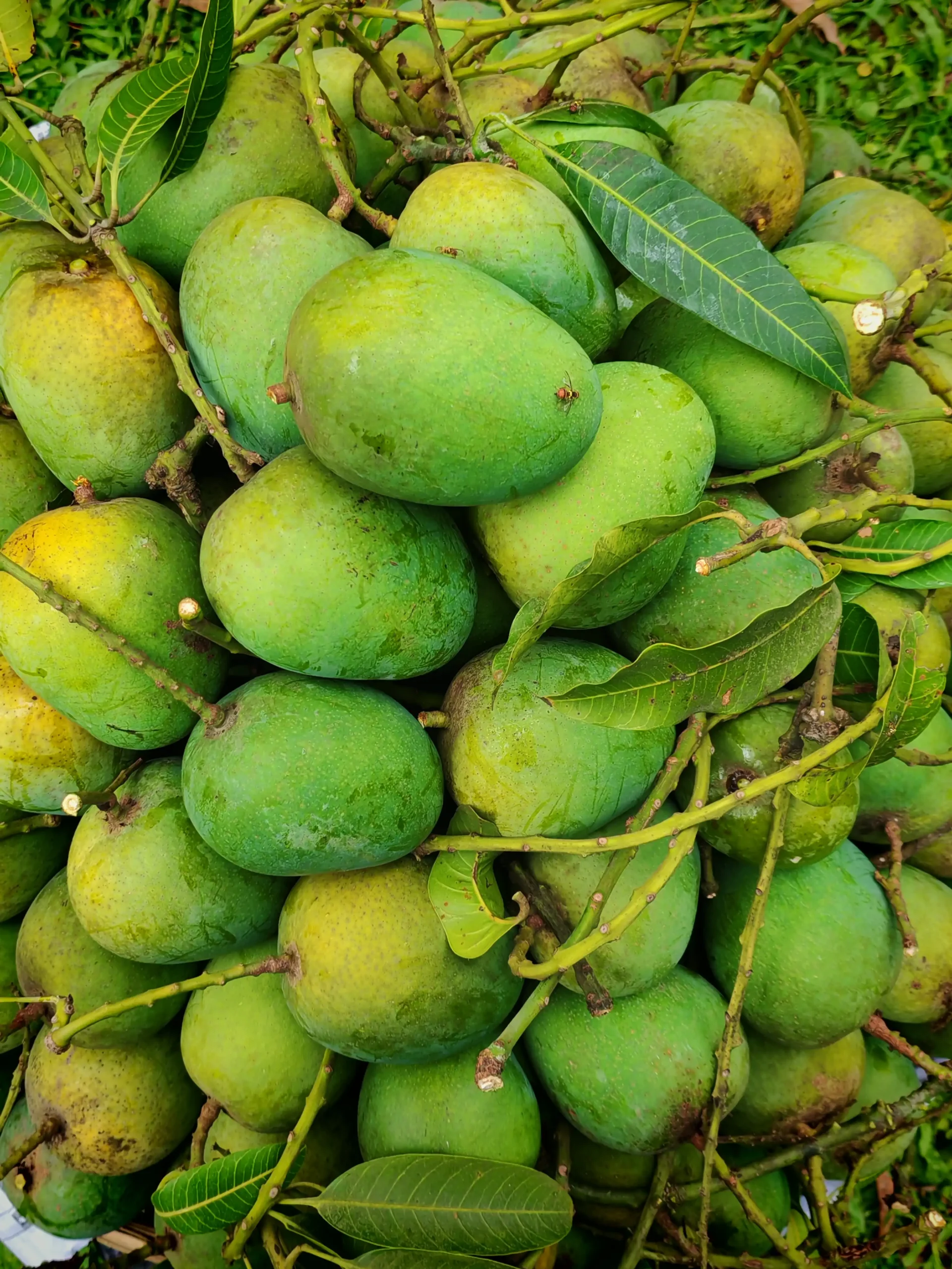 হিমসাগর আম / ক্ষীরসাপাত আম - Image 3